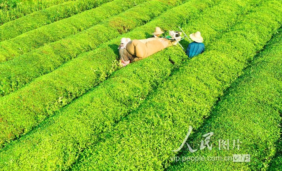 江西泰和：秋茶开采