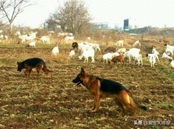 这样使用德国牧羊犬的人已经不多了，觉得德牧退化了的人进来看