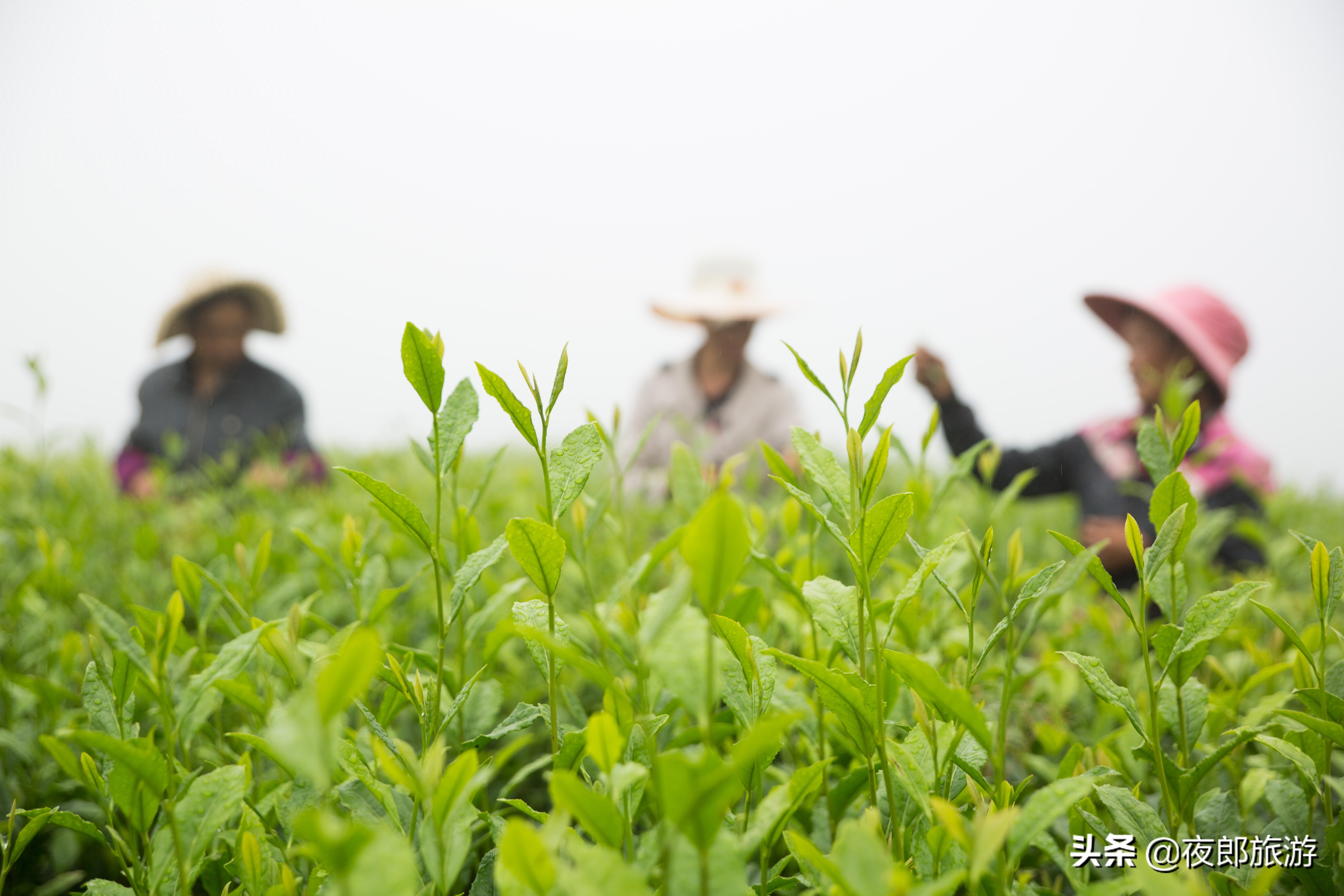 贵州大方：云山雾绕采夏茶