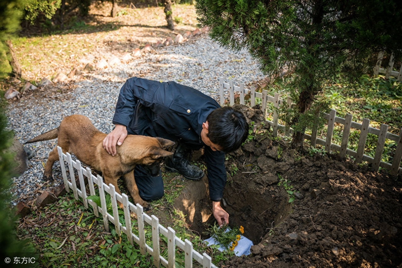 上海训犬师的日常 经营狗狗的“黄埔军校” 并提供宠物墓地