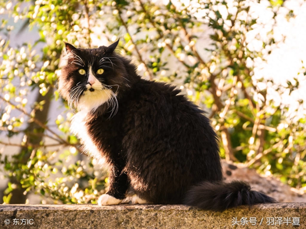 猫中大可爱，挪威森林猫