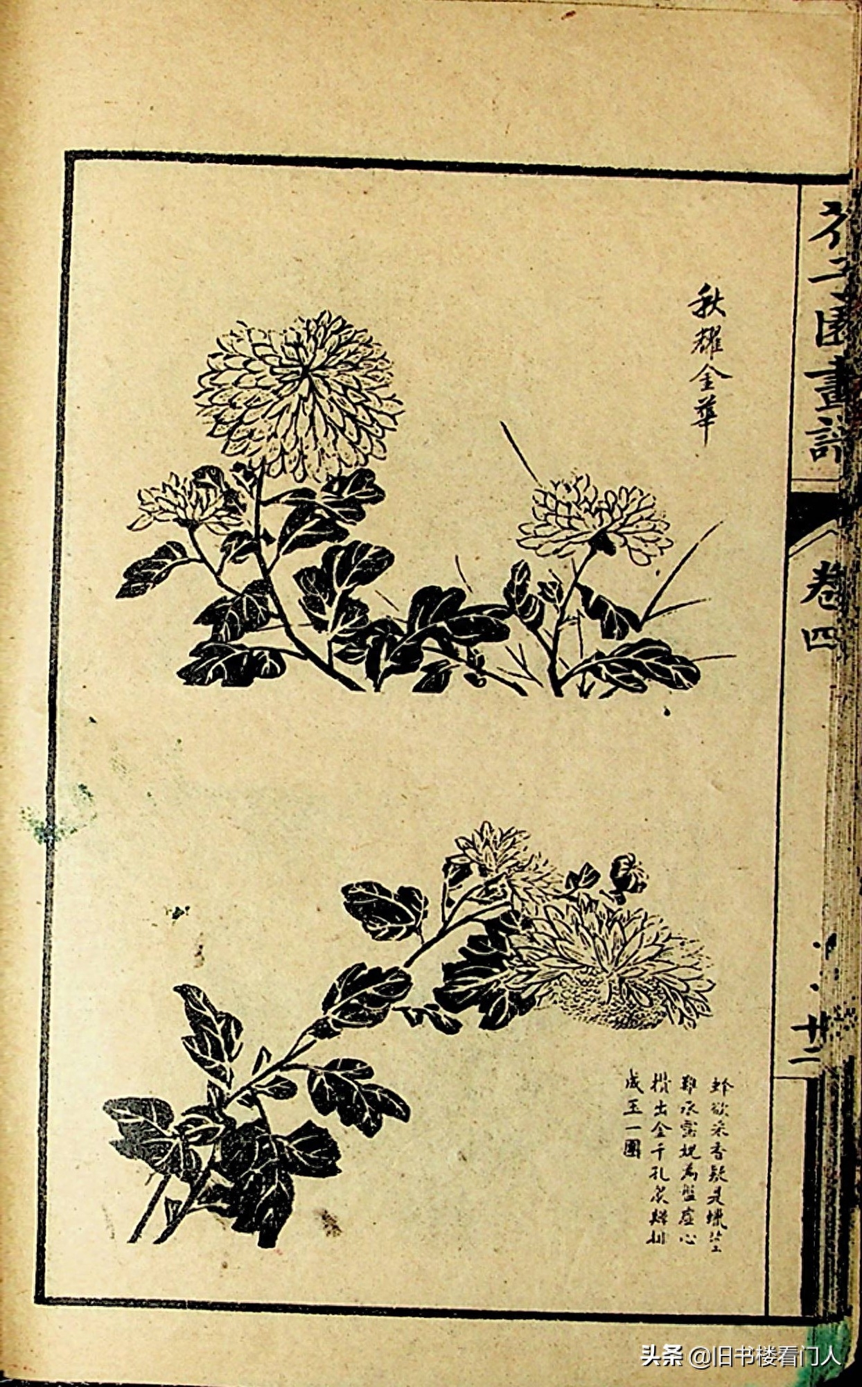 艺术类学画必修之书－《芥子园画谱·菊谱》