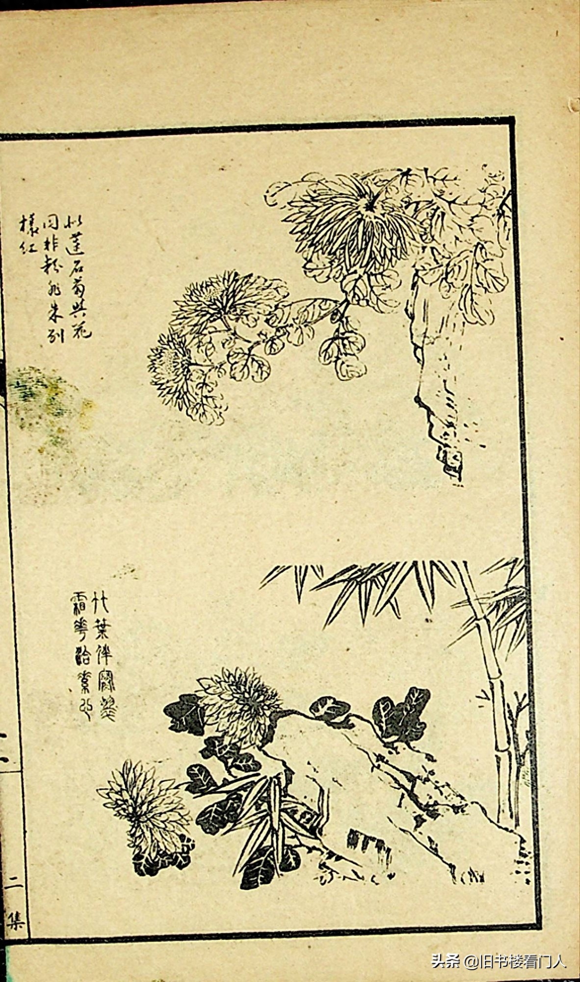 艺术类学画必修之书－《芥子园画谱·菊谱》