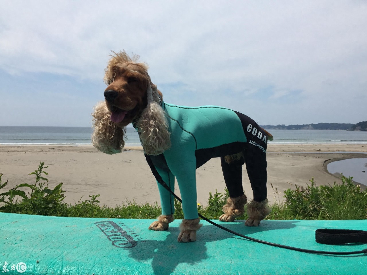 会冲浪的英国可卡犬在日本海浪引起围观