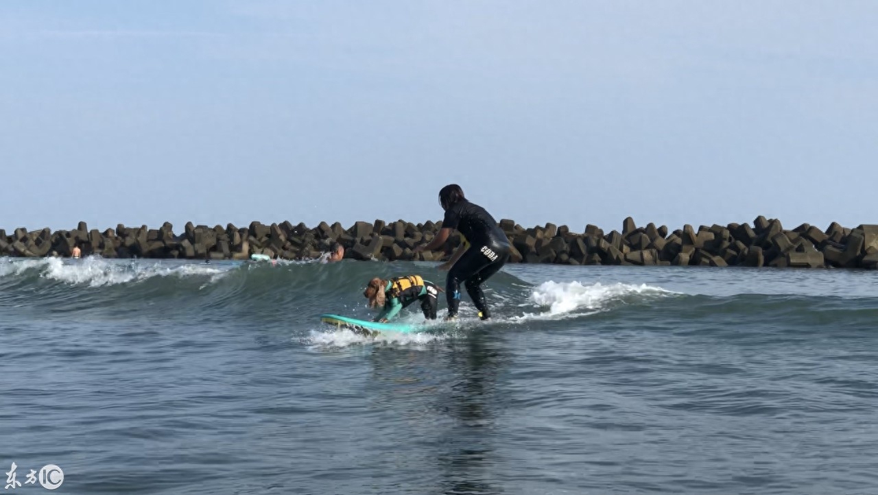 会冲浪的英国可卡犬在日本海浪引起围观