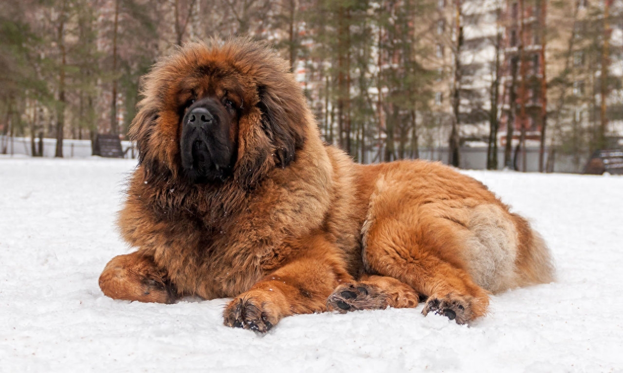 世界名犬欣赏——藏獒！