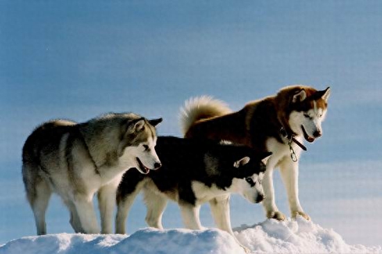 动物图集：西伯利亚雪橇犬