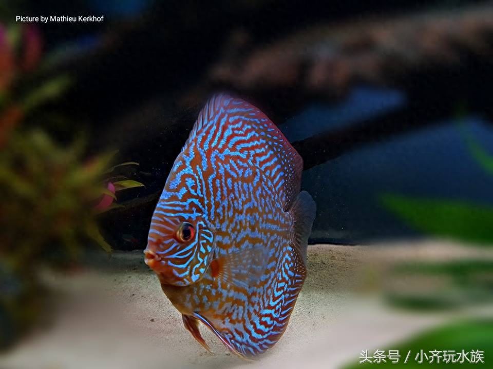 小齐玩水族的周三放送-美丽的七彩神仙鱼