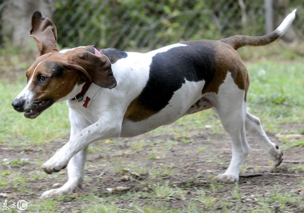 巴哥、巴吉度猎犬、比格犬、拉布拉多犬，你喜欢哪个？