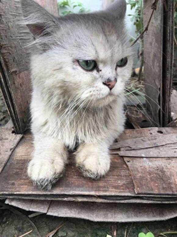 女孩自带捡猫体质，捡到脏兮兮的金吉拉，洗完澡后给我个惊喜