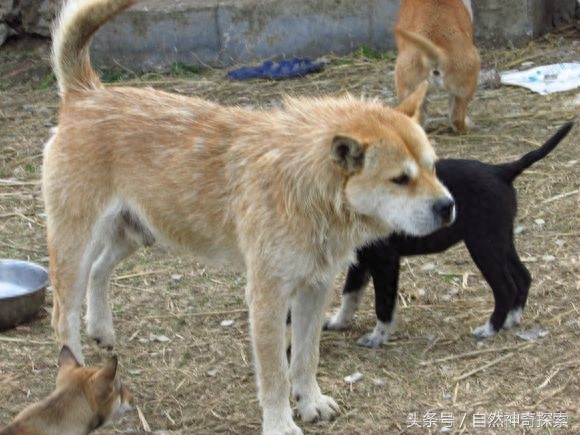 最美乡村田园犬，给你一只，哪一只是你最想要的呢！每一只都不同