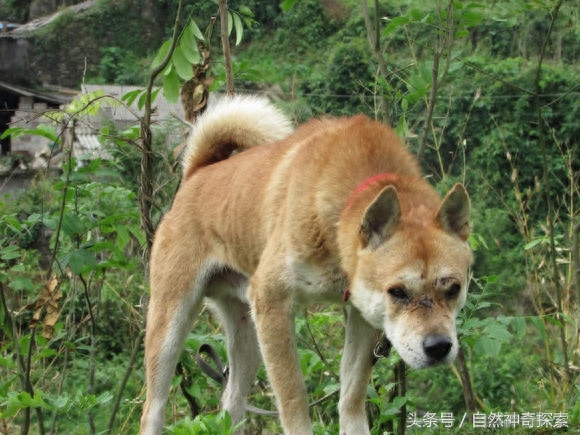 最美乡村田园犬，给你一只，哪一只是你最想要的呢！每一只都不同