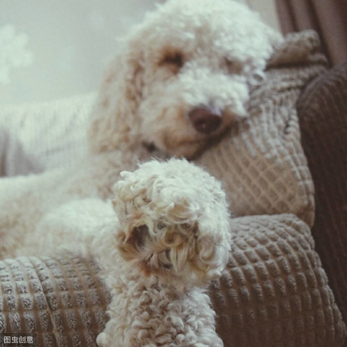 贵宾犬(泰迪)，为什么会褪色呢？大多数是主人造成的