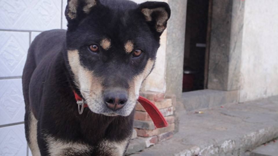 动物图集：中华田园犬