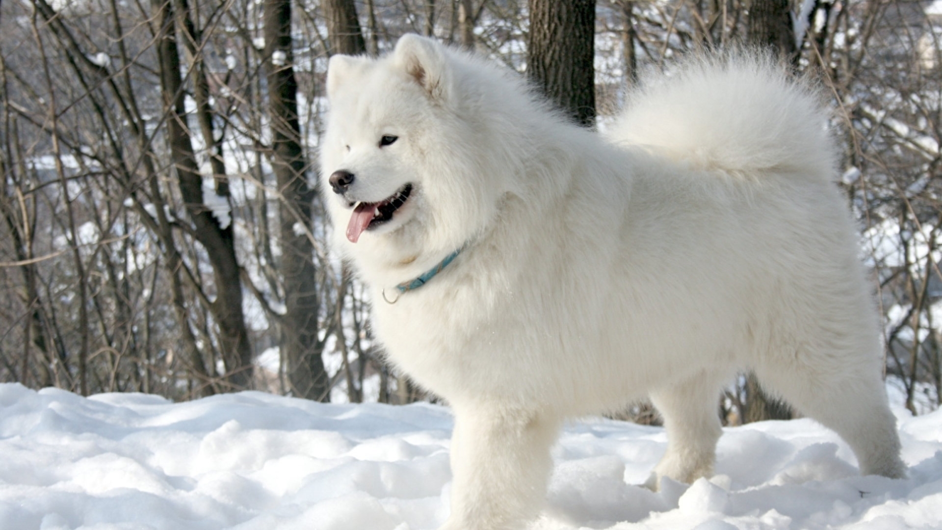 动物图集：雪白可爱狗狗萨摩耶犬