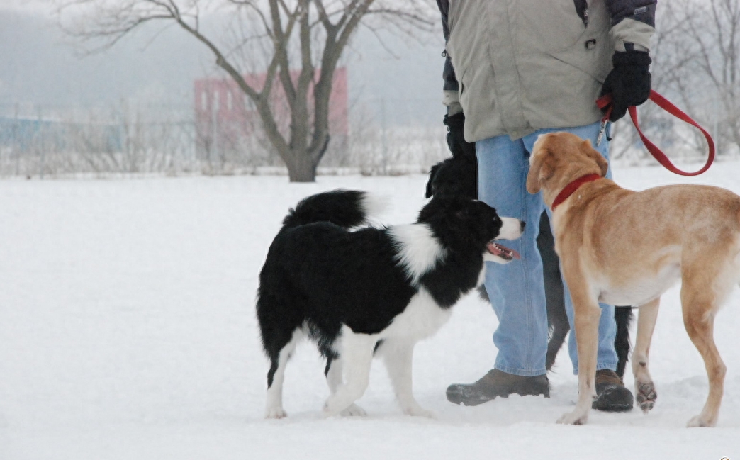 动物图集：边境牧羊犬