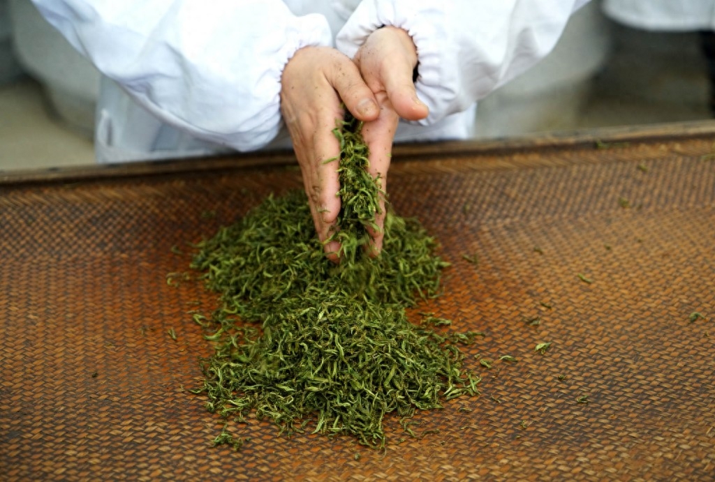 南京：钟山雨花茶春茶开始采摘炒制