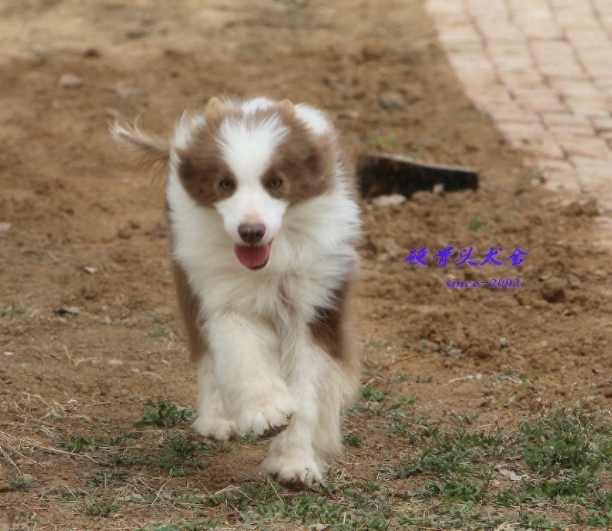 常见的不同颜色的边境牧羊犬