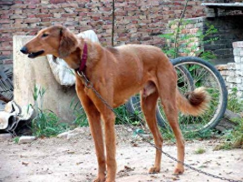 中华田园犬也有这么多分类完全不输名贵犬