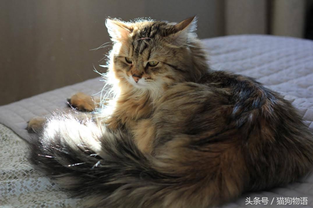 容易与挪威森林猫混淆的猫：西伯利亚猫