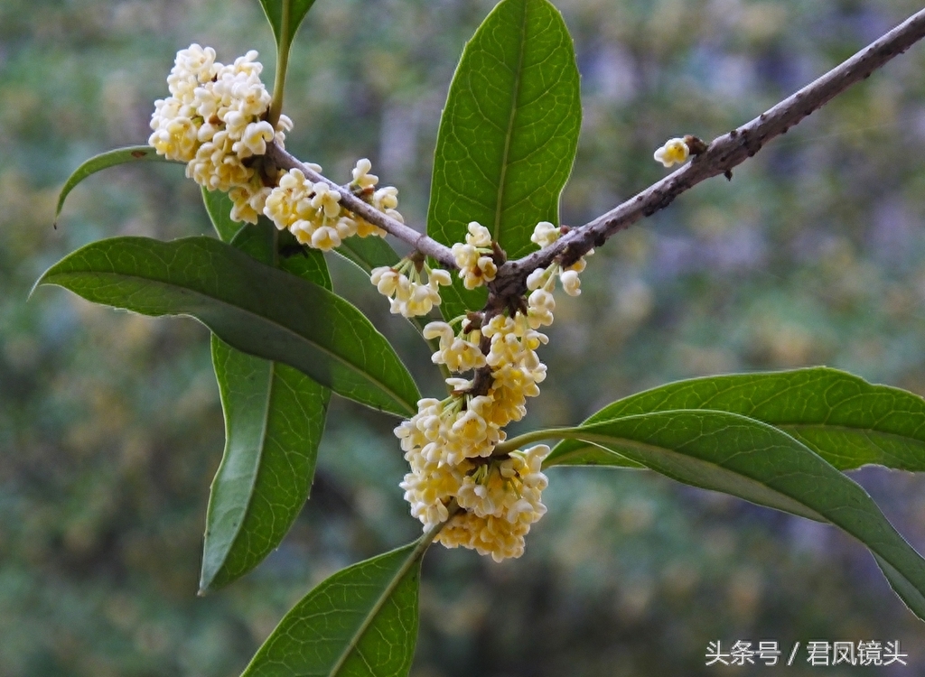 桂花：中国传统十大名花之一，不仅仅是闻香，还可做桂花茶、酿酒