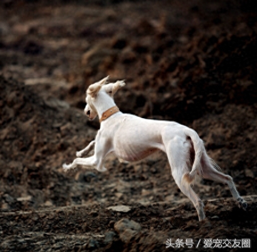 历史古老，个性活泼友善，来自阿拉神的赠物萨路基猎兔犬