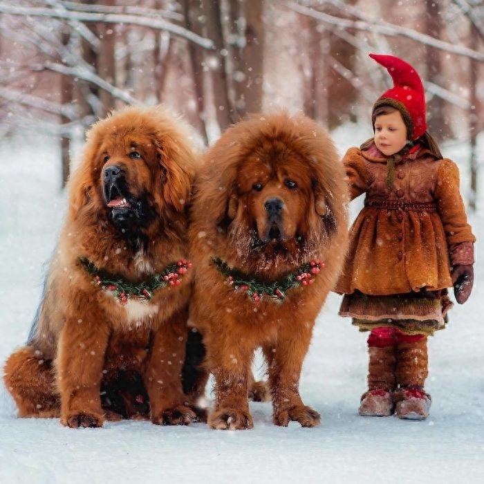 「藏獒特辑」：世界上最古老的稀有犬种，最后一张太像狮子了