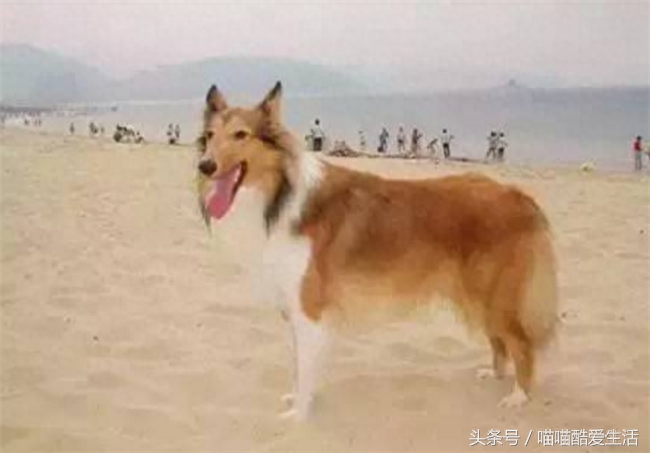 45种世界名犬，爱狗狗的你能认识几种，认识一半就厉害了